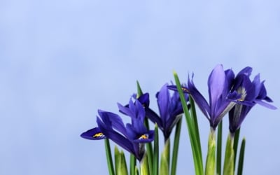 Top Time-Saving Tips for IRIS Users