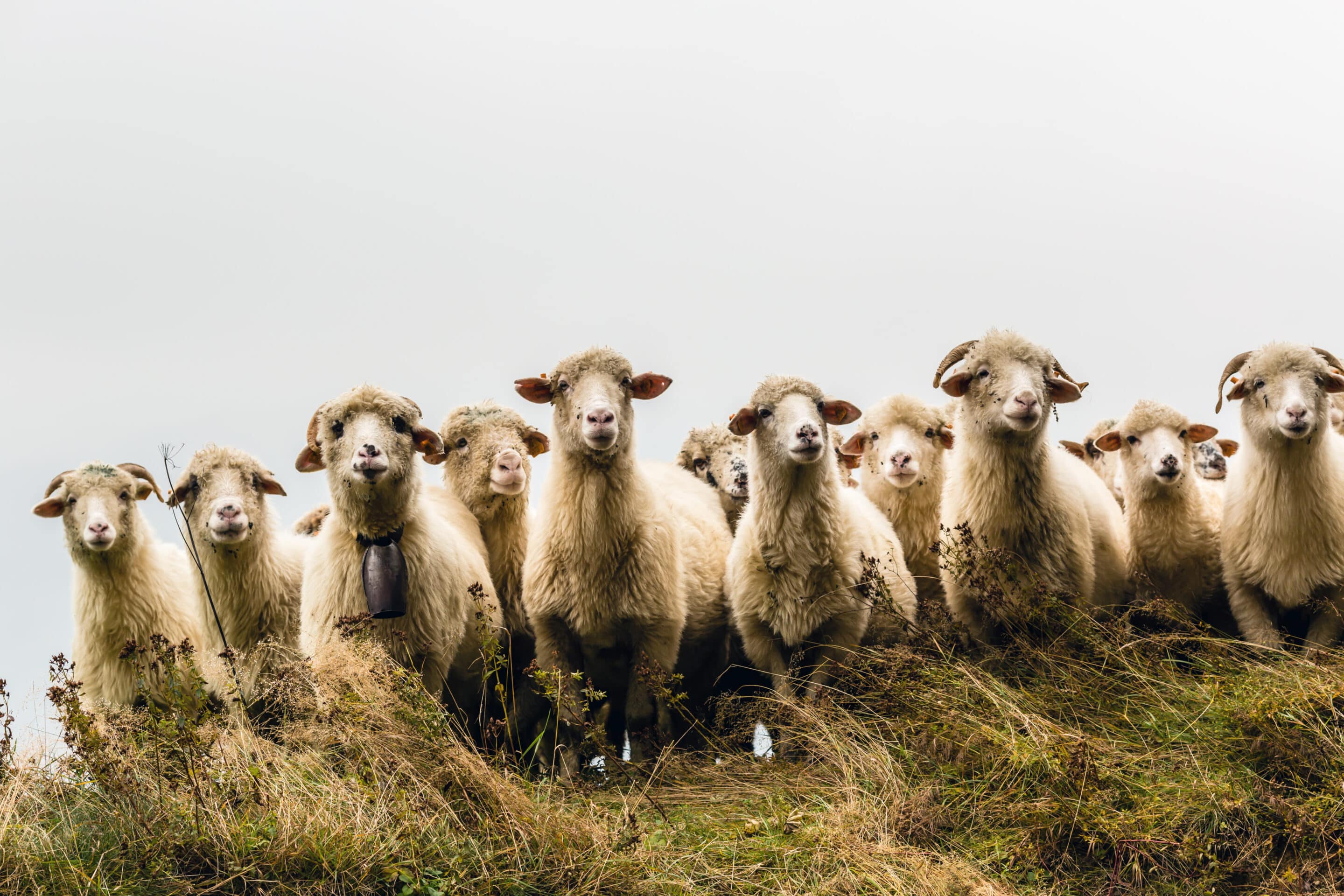 herd of sheep looking at camera. Follow the crowd