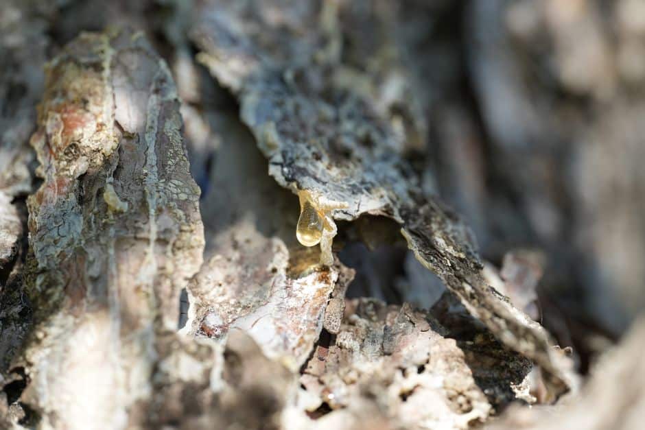 Detailed macro of tree bark with sap oozing, capturing texture and color.